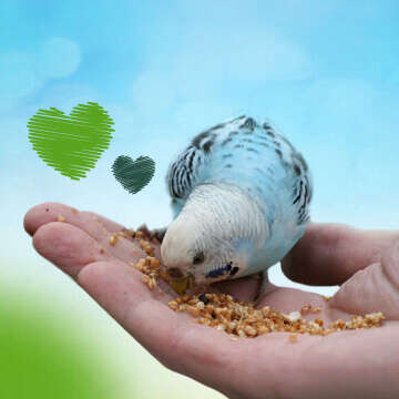 Tierliebe Bubblenavi Ziervogel